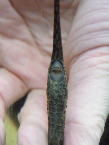 Scutes and nose of New no. 2