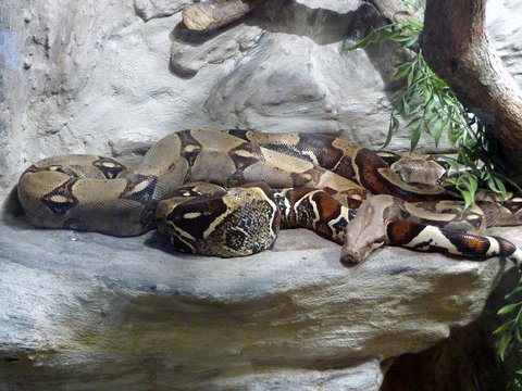 Body patterns very similar to this boa constrictor