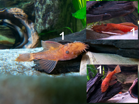 Ancistrus Red Male or Female.jpg