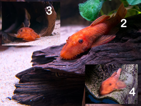 Ancistrus Red Male or Female 2.jpg