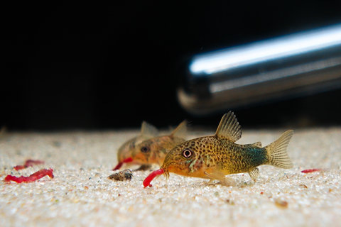 Corydoras Similis at 4 months