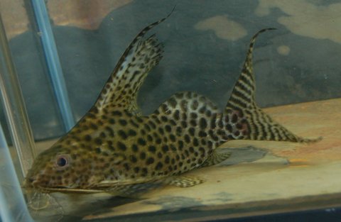 Synodontis vellifer-Rinaldo (1).jpg