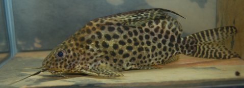 Synodontis vellifer-Rinaldo (2).jpg