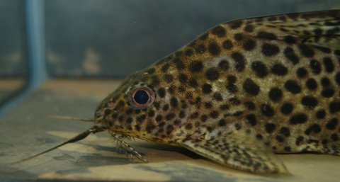 Synodontis vellifer-Rinaldo (3).jpg