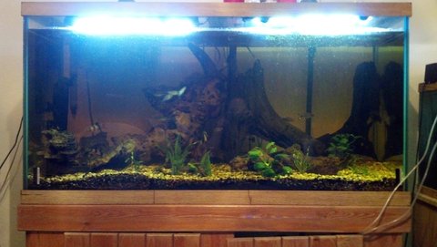 90 gallon with tea coloured water