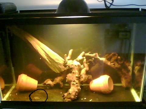 tank 29 gallon with wood.jpg