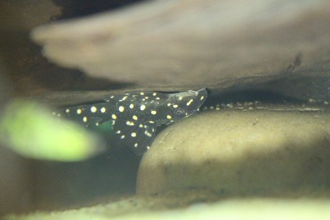 Need help id'ing this pleco