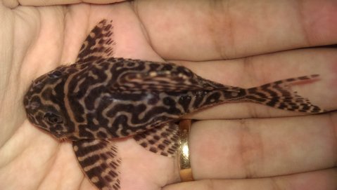 Pleco 1 up