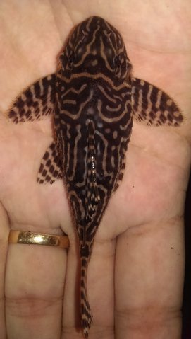 2nd pleco up