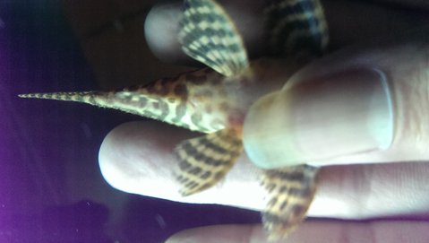 3rd pleco down