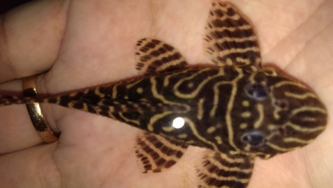 4th pleco up