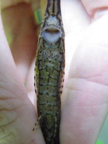 Ventral view