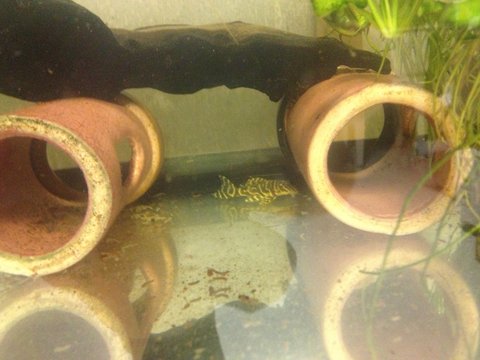 Pleco 1.JPG