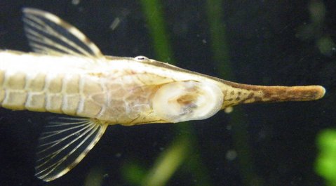 Ventral view of head