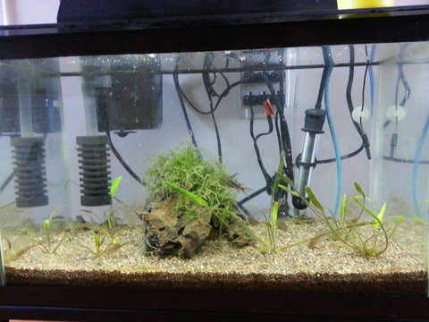 Cory Breeding tank, 8 Paleatus 6 Sterbai