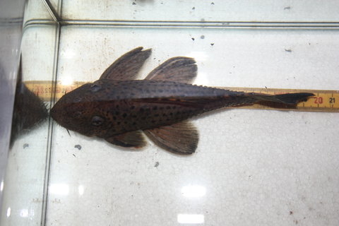 Fish 1