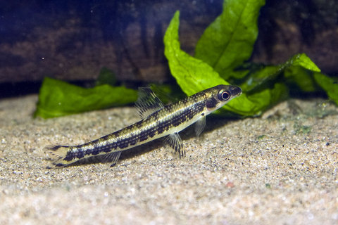 nannocharax_fasciatus.jpg