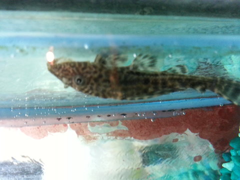 Second pleco