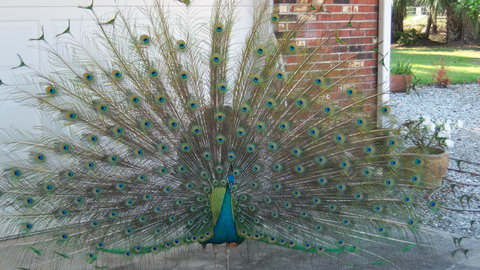 Peacock 2.JPG