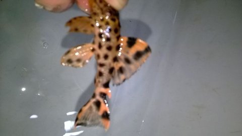 red dragon pleco colombia.jpg