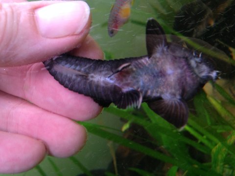 Whiptail B ventral view