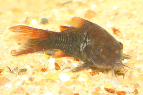 Corydoras_sp._11.JPG