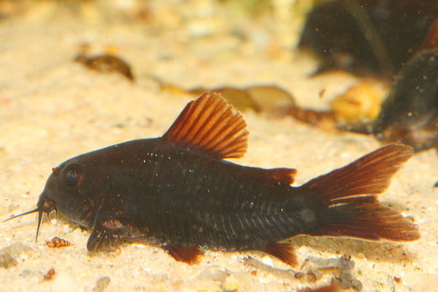 Corydoras_sp._16.JPG