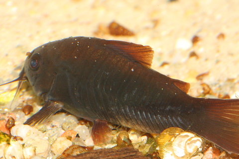 Corydoras_sp._19.JPG