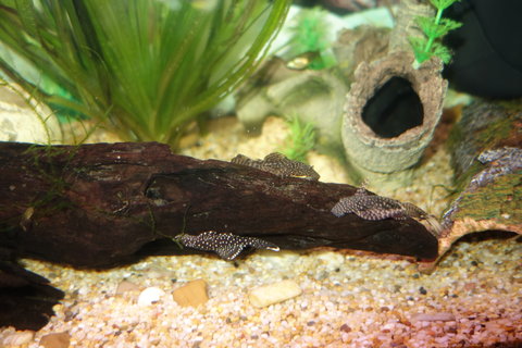 Bristlenose up top, Peppermint under, Longfin right.JPG