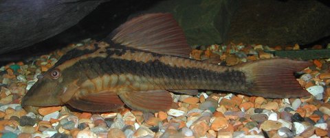 C__Data_Users_DefApps_AppData_INTERNETEXPLORER_Temp_Saved Images_hypostomus_cochliodon.jpg