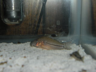 Fishes 004.jpg