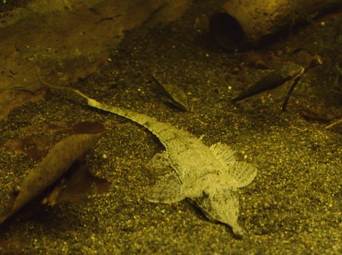 Pinocchio Whiptail and 2 Otos not trying to eat it!