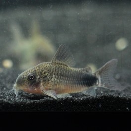 corydoras-sp.jpg