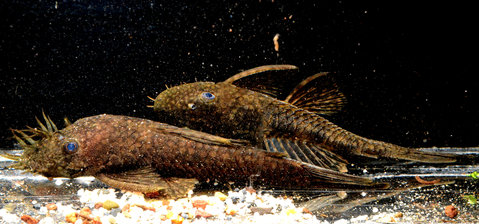 ancistrus pair.jpg