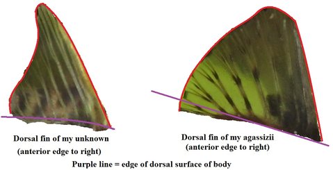 Photos of the dorsal fins of my unknown Cory and my agassizii, cropped and outlined