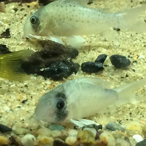 Huagana cory (male) with ateropersonatus