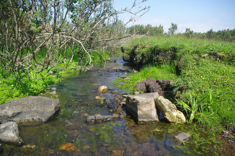 Sauce de solis habitat 3.JPG