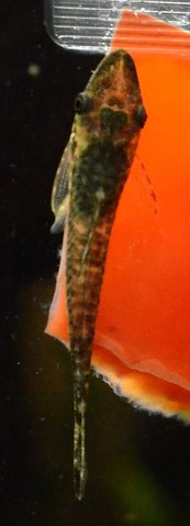 Fish sold as 'Giant Oto', genus and species unidentified