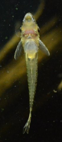 Fish sold as 'Giant Oto', genus and species unidentified