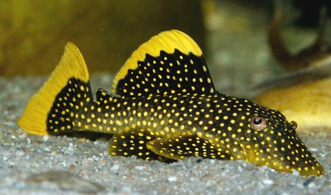 golden nugget  pleco 01.jpg