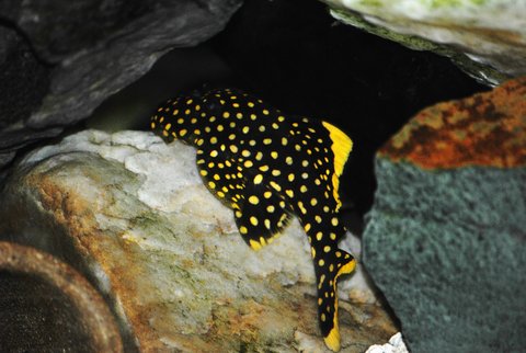 gold nugget pleco 02.jpg