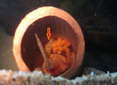 Albino BN eggs in cave.jpg