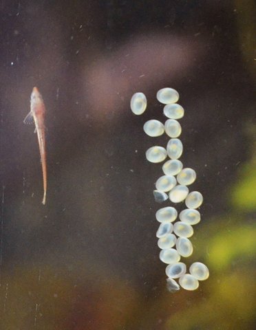 10-day old Farlowella vittata with next clutch of eggs