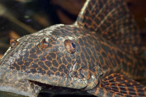 Hypostomus latifrons