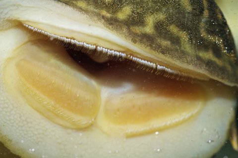 Hypostomus sp. 'scribble' mouth &amp; teeth