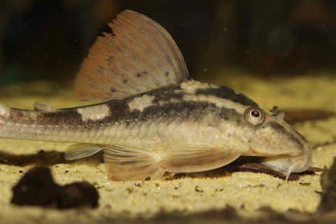 Hypostomus sp. 'Red Fin Paraguay'