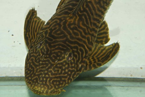 Hypostomus sp. 'scribble'