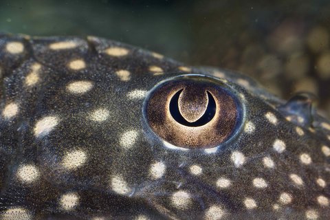 Hypostomus luteomaculatus