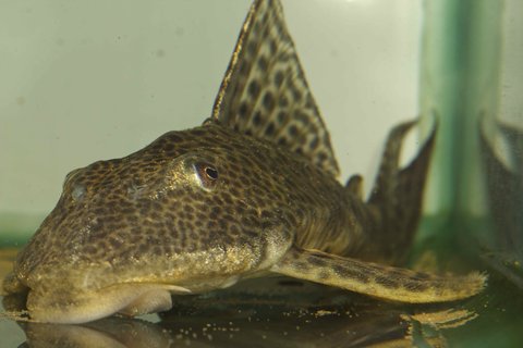 Hypostomus sp. 'Paraguay'