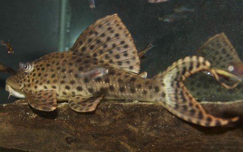 Hypostomus sp.?